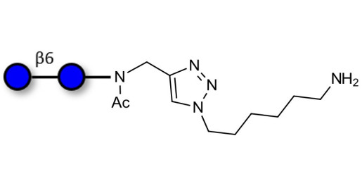 Gentiobiose DP2 with terminal amine