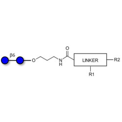 Gentiobiose DP2 with customizable dual functionalization