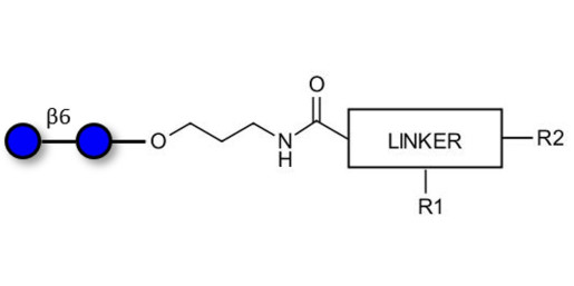 Gentiobiose DP2 with customizable dual functionalization