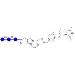 Gentiotriose DP3  linked to desthiobiotin