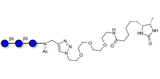 Gentiotriose DP3  linked to desthiobiotin