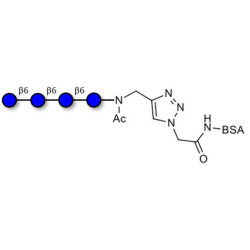 Gentiotetraose DP4 grafted on BSA