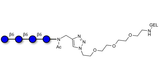 Gentiotetraose DP4 grafted on gel for affinity chromatography