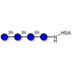 Gentiotetraose DP4 grafted on HSA