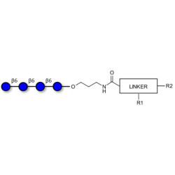 Gentiotetraose DP4 with customizable dual functionalization
