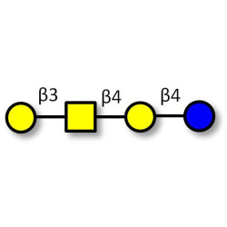 Asialo GM1 Ganglioside oligosaccharide (aGM1) (>80% NMR)