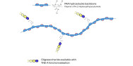 Gentiobiose DP2 grafted on PAA