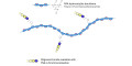 Gentiobiose DP2 grafted on PAA