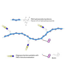 Gentiobiose DP2 grafted on PAA with biotin
