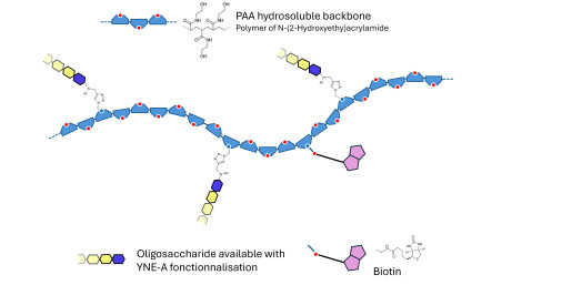Gentiobiose DP2 grafted on PAA with biotin