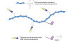 Gentiobiose DP2 grafted on PAA with biotin