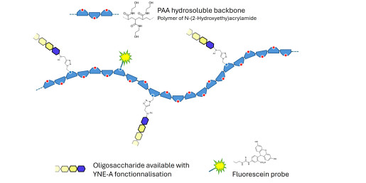 Gentiobiose DP2 grafted on PAA with fluorescein