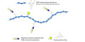 Gentiobiose DP2 grafted on PAA with fluorescein