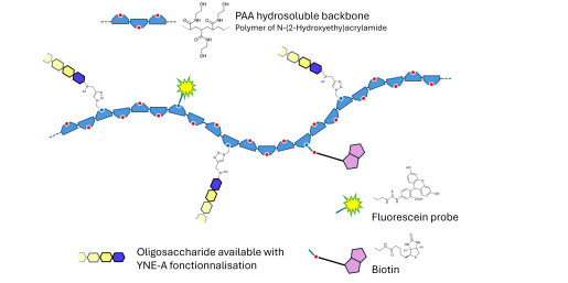 Gentiobiose DP2 grafted on PAA with biotin and fluorescein