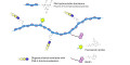 Gentiobiose DP2 grafted on PAA with biotin and fluorescein