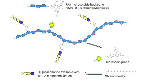 Gentiobiose DP2 grafted on PAA with fluorescein and stearic chain