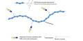 Gentiobiose DP2 grafted on PAA with stearic chain
