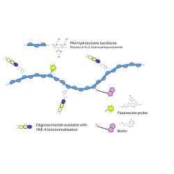 Gentiotetraose DP4 grafted on PAA with biotin and fluorescein