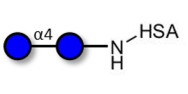 Maltose DP2 grafted on HSA