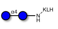 Maltose DP2 grafted on KLH