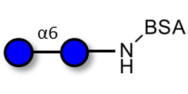 Isomaltose DP2 grafted on BSA